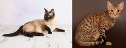 Thai vs Ocicat - Breed Comparison