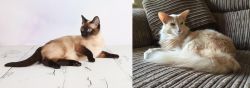 Thai vs Oriental Longhair - Breed Comparison