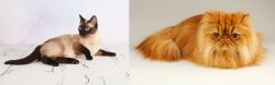 Thai vs Persian - Breed Comparison