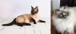 Thai vs Ragdoll - Breed Comparison