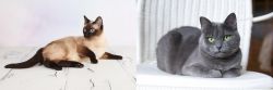 Thai vs Russian Blue - Breed Comparison