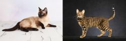Thai vs Serengeti - Breed Comparison