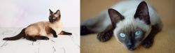 Thai vs Siamese - Breed Comparison