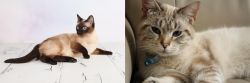 Thai vs Siamese/Tabby - Breed Comparison