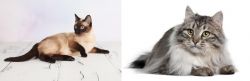 Thai vs Siberian - Breed Comparison