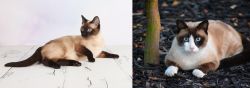 Thai vs Snowshoe - Breed Comparison