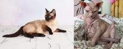 Thai vs Sphynx - Breed Comparison