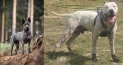 Thai Ridgeback vs Gull Dong - Breed Comparison