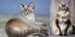 Tiger Cat vs American Longhair - Breed Comparison