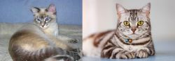 Tiger Cat vs American Shorthair - Breed Comparison