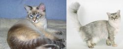 Tiger Cat vs Asian Semi-Longhair - Breed Comparison