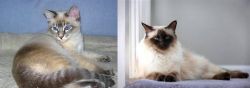 Tiger Cat vs Balinese - Breed Comparison