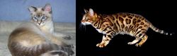 Tiger Cat vs Bengal - Breed Comparison