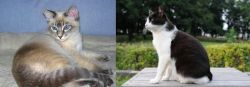 Tiger Cat vs Bicolor - Breed Comparison