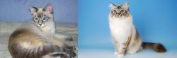 Tiger Cat vs Birman - Breed Comparison
