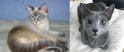 Tiger Cat vs Blue Russian - Breed Comparison