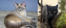 Tiger Cat vs Bombay - Breed Comparison