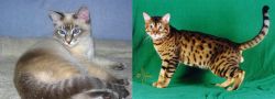 Tiger Cat vs Bristol - Breed Comparison