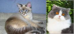 Tiger Cat vs British Longhair - Breed Comparison