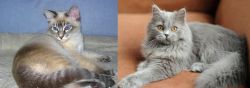 Tiger Cat vs British Semi-Longhair - Breed Comparison