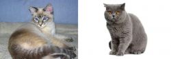 Tiger Cat vs British Shorthair - Breed Comparison