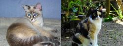 Tiger Cat vs Calico - Breed Comparison