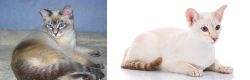 Tiger Cat vs Colorpoint Shorthair - Breed Comparison