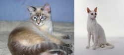 Tiger Cat vs Cornish Rex - Breed Comparison