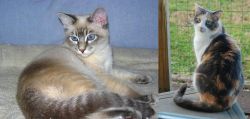 Tiger Cat vs Dilute Calico - Breed Comparison