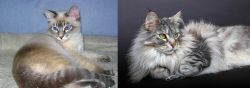 Tiger Cat vs Domestic Longhaired Cat - Breed Comparison