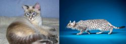 Tiger Cat vs Egyptian Mau - Breed Comparison