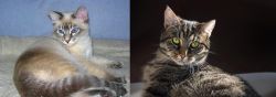 Tiger Cat vs European Shorthair - Breed Comparison