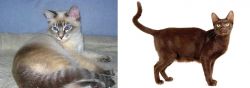 Tiger Cat vs Havana Brown - Breed Comparison