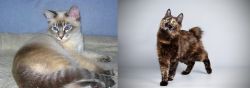 Tiger Cat vs Japanese Bobtail - Breed Comparison