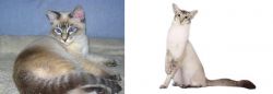 Tiger Cat vs Javanese - Breed Comparison