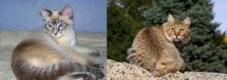 Tiger Cat vs Jungle-Bob - Breed Comparison