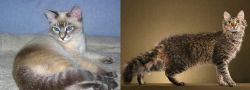 Tiger Cat vs LaPerm - Breed Comparison