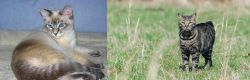 Tiger Cat vs Manx - Breed Comparison