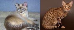 Tiger Cat vs Ocicat - Breed Comparison