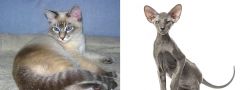 Tiger Cat vs Peterbald - Breed Comparison