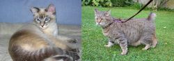 Tiger Cat vs Pixie-bob - Breed Comparison