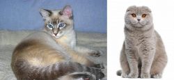 Tiger Cat vs Scottish Fold - Breed Comparison