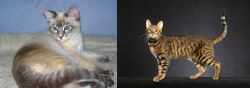 Tiger Cat vs Serengeti - Breed Comparison