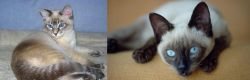 Tiger Cat vs Siamese - Breed Comparison