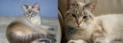 Tiger Cat vs Siamese/Tabby - Breed Comparison