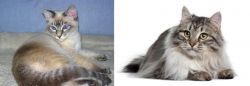 Tiger Cat vs Siberian - Breed Comparison
