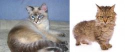 Tiger Cat vs Skookum - Breed Comparison