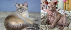 Tiger Cat vs Sphynx - Breed Comparison