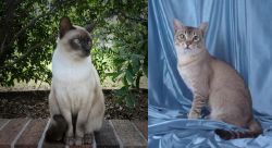 Tonkinese vs American Keuda - Breed Comparison