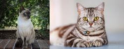 Tonkinese vs American Shorthair - Breed Comparison